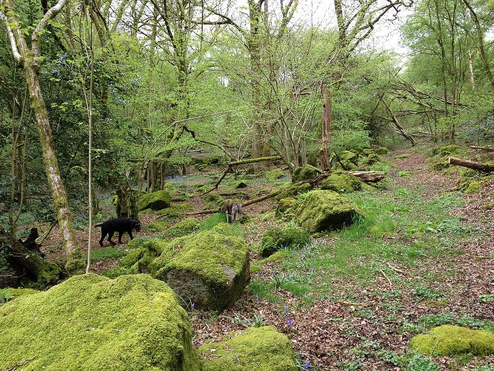 wilderness dog walk